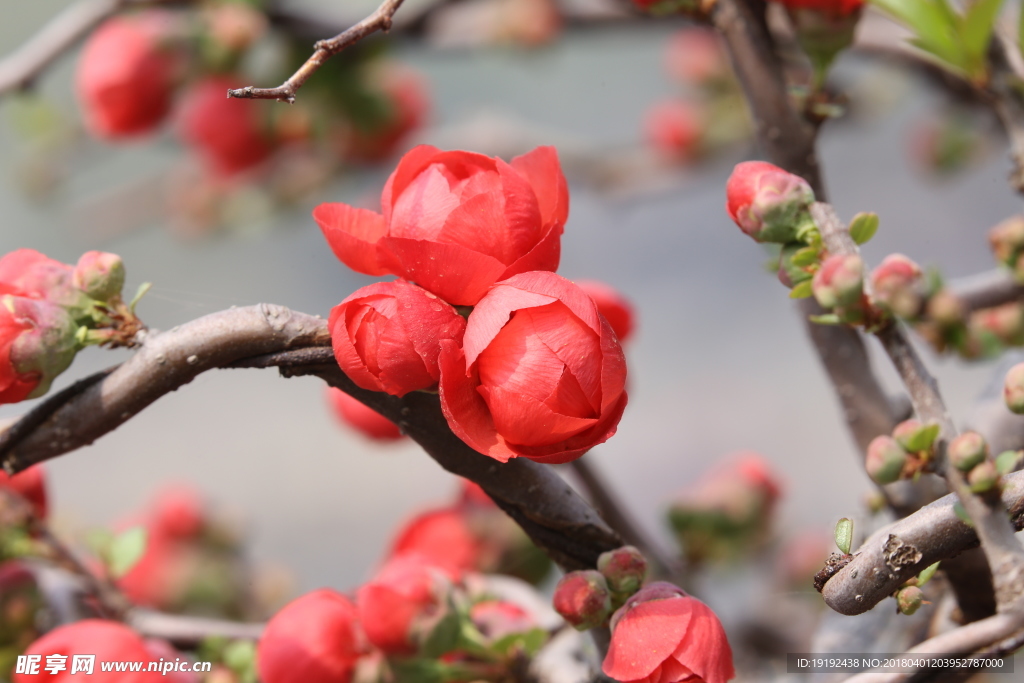 贴梗海棠花
