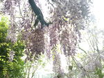 刀豆花