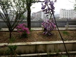 刀豆花与蜜蜂