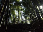 竹林