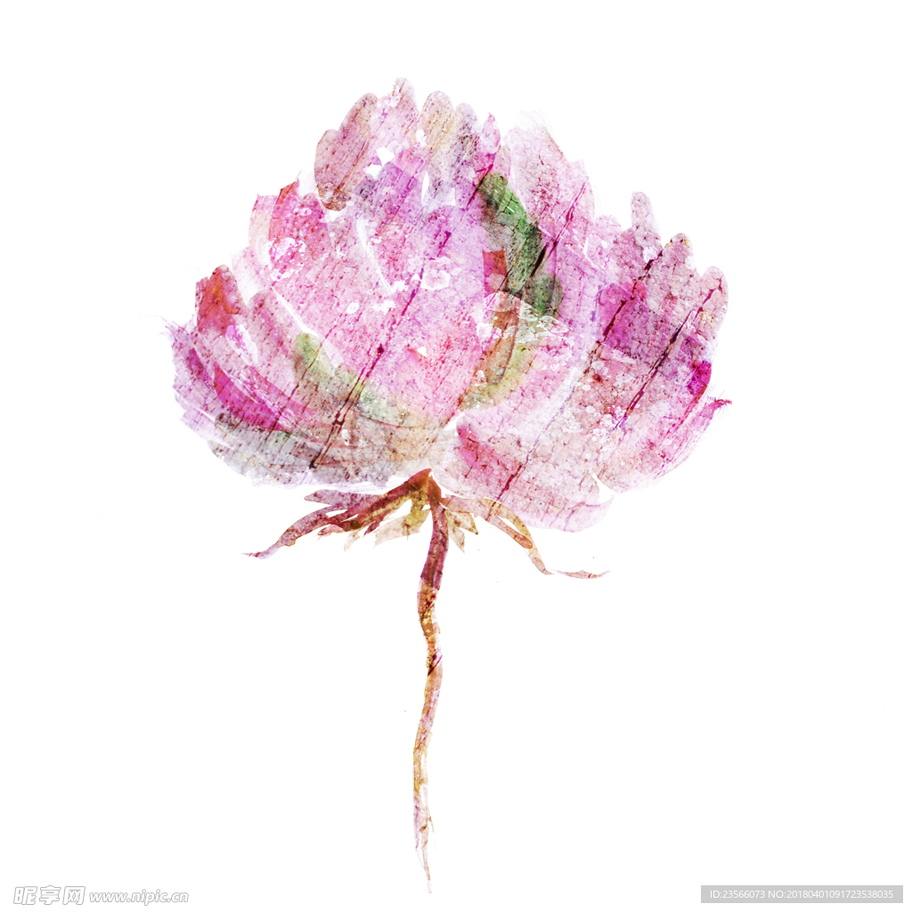 水彩植物花朵