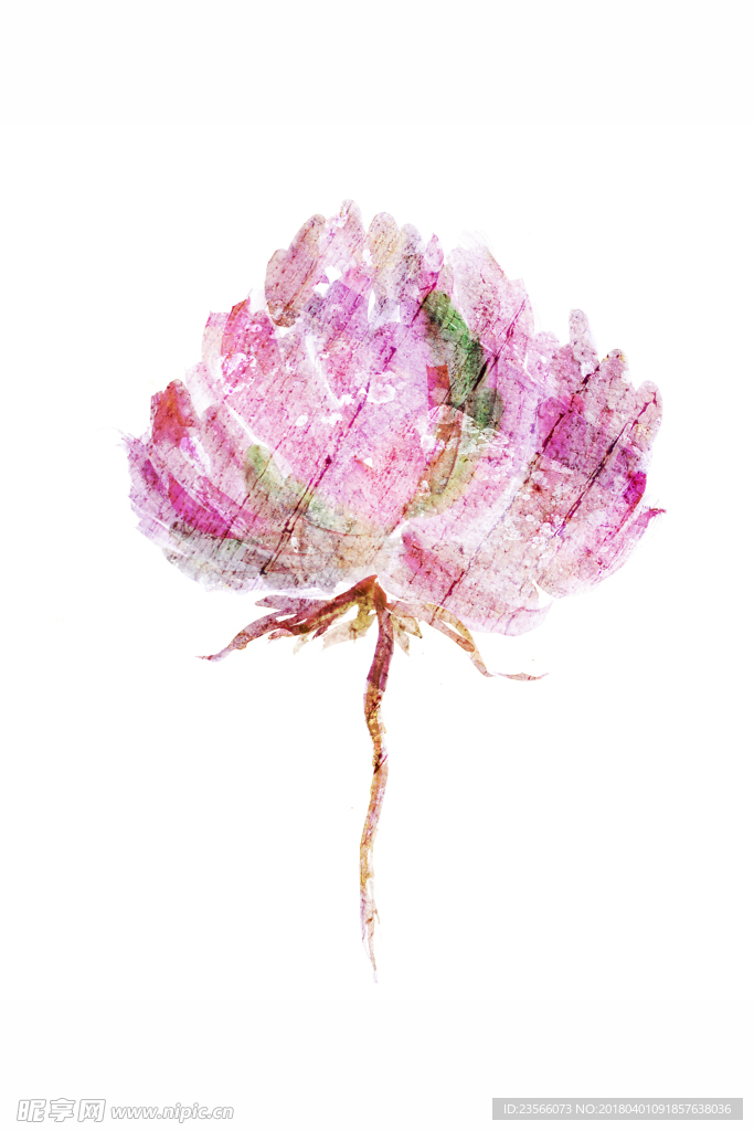 水彩植物花朵