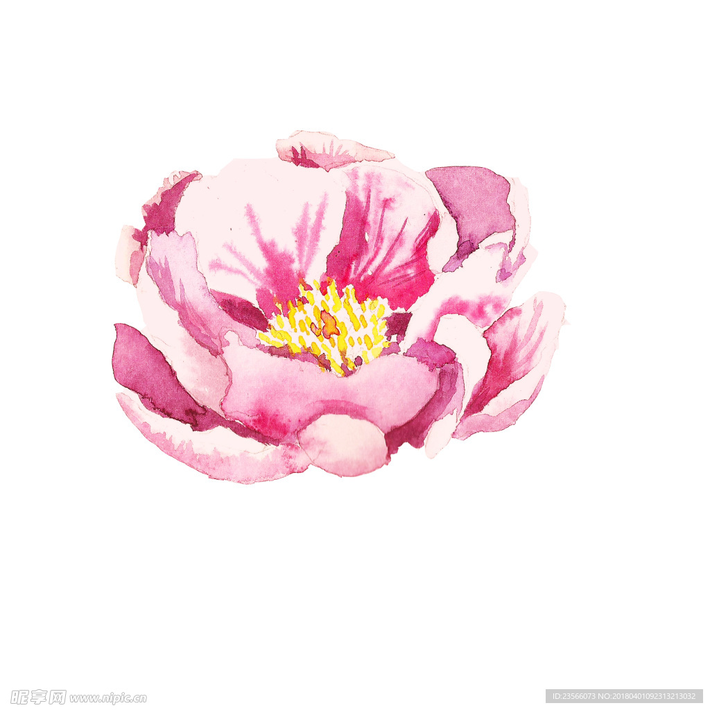 水彩植物花朵