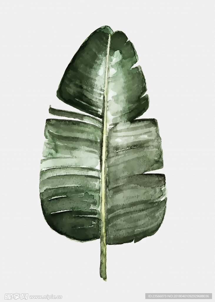 北欧小清新植物叶子