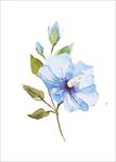 水彩蓝色植物花朵