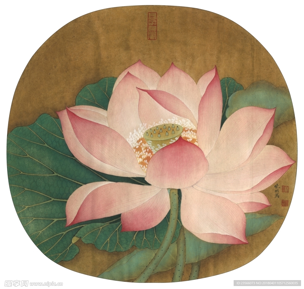 睡莲荷花工笔画