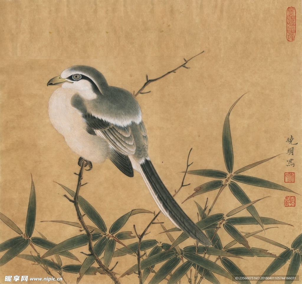 花鸟工笔画竹子