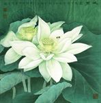 白色荷花荷叶工笔画