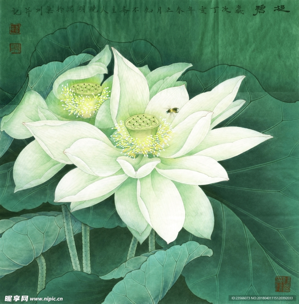 白色荷花荷叶工笔画