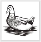 手绘插画动物