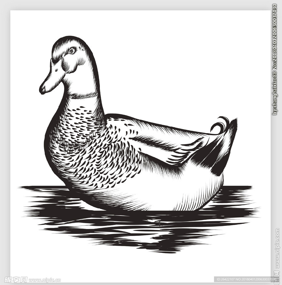 手绘插画动物
