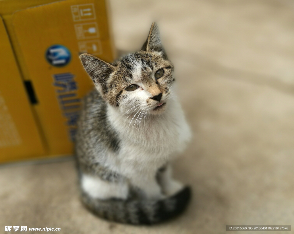 花猫