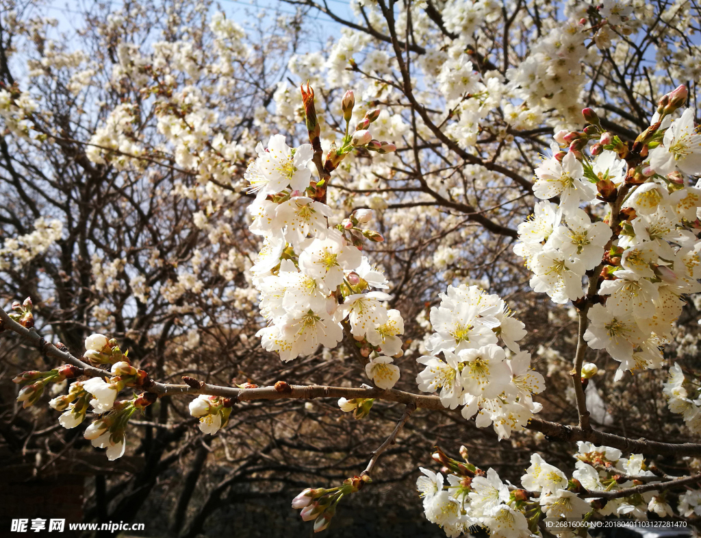 樱桃花