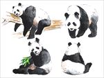 水彩绘国宝熊猫插画