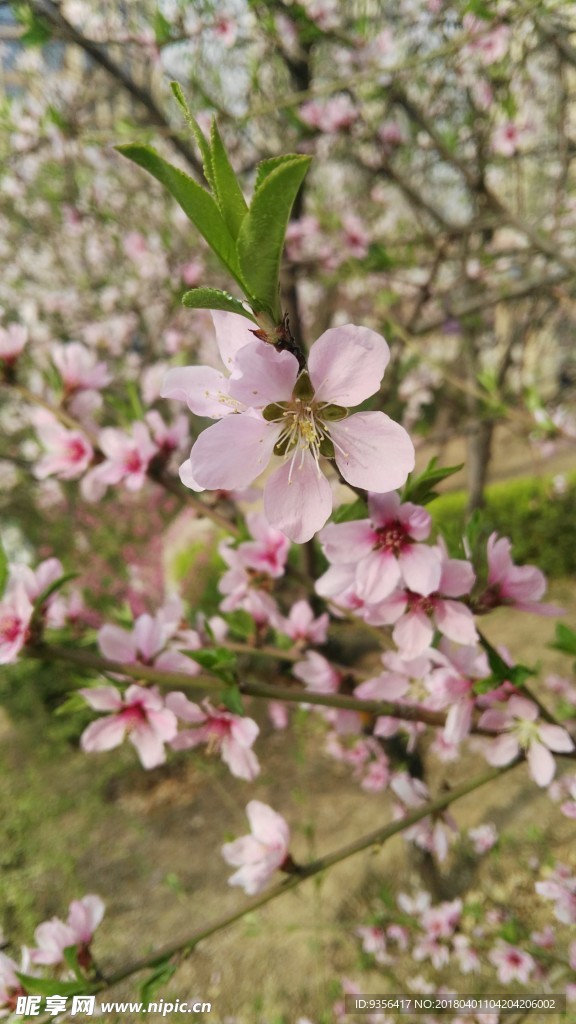 碧桃花