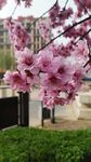 碧桃花