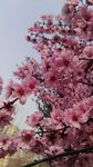 碧桃花