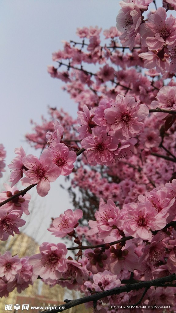 碧桃花