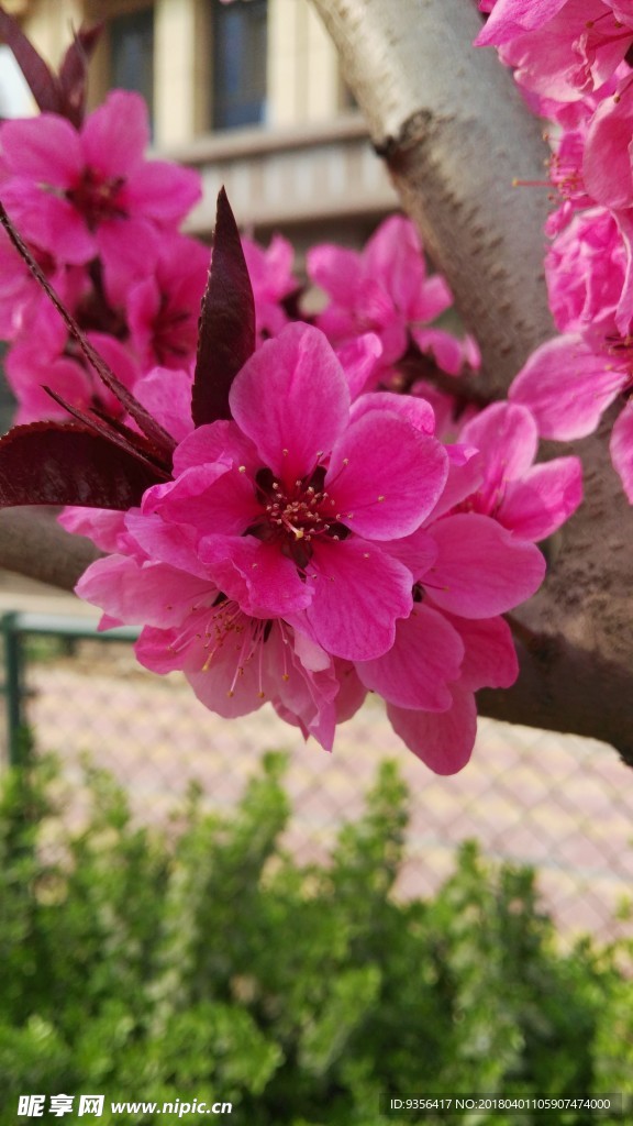 碧桃花