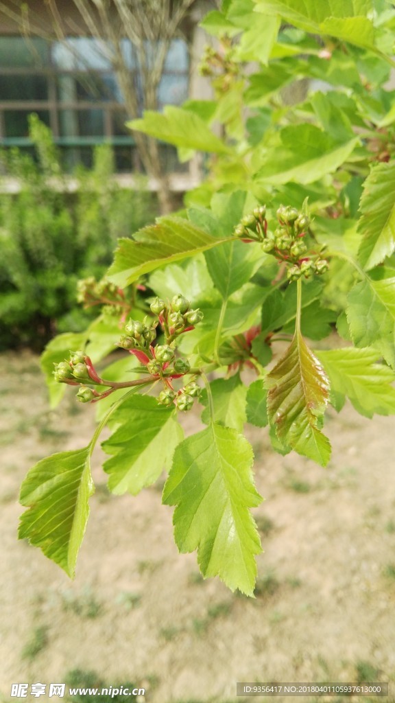 山楂花