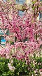 碧桃花