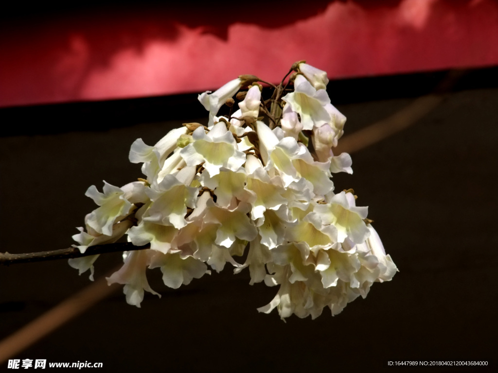 白色梧桐树花朵