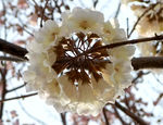 白色梧桐树花朵