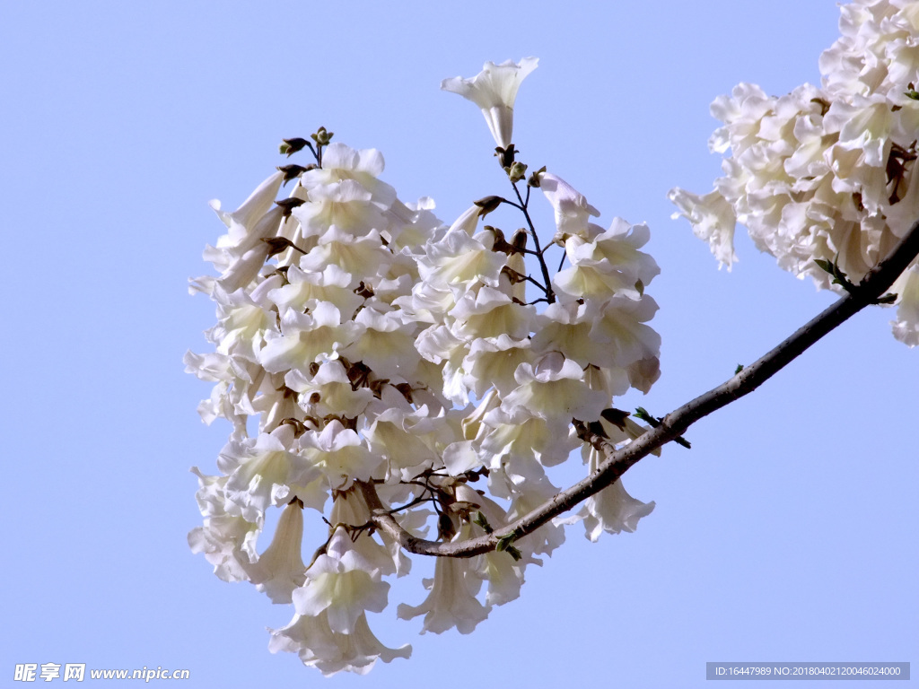 白色梧桐花