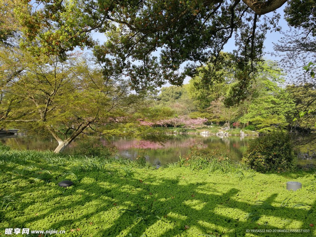 花港观鱼