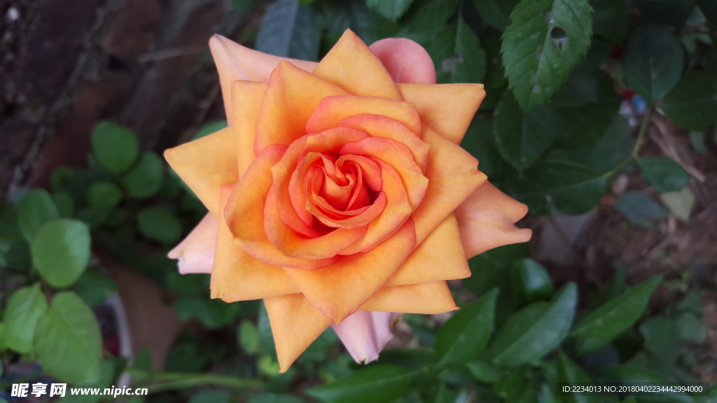 橙色玫瑰花摄影