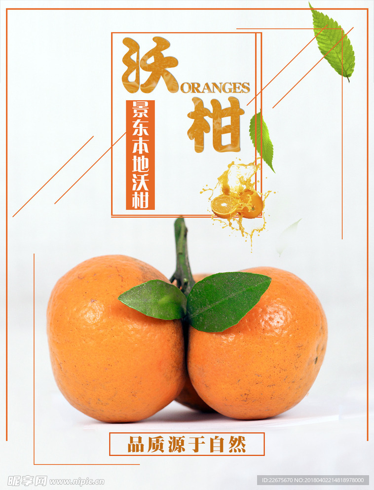 橙子 沃柑图片
