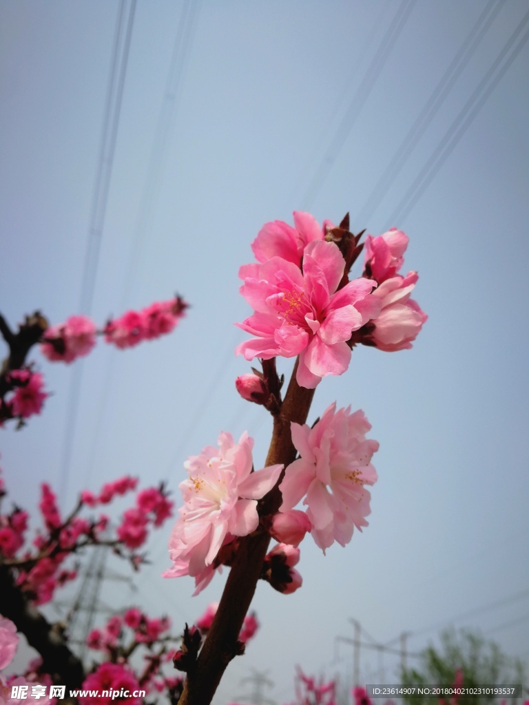 桃花