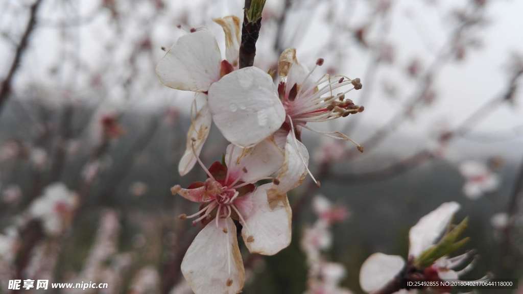桃花