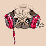 音乐八哥犬