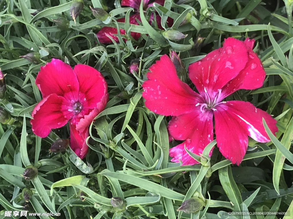 红花