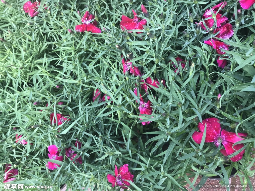 红花