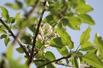 田园风光  苹果花