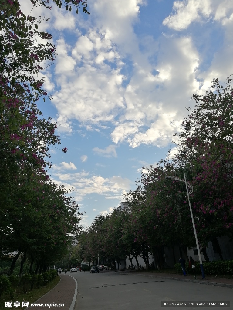 紫荆花开