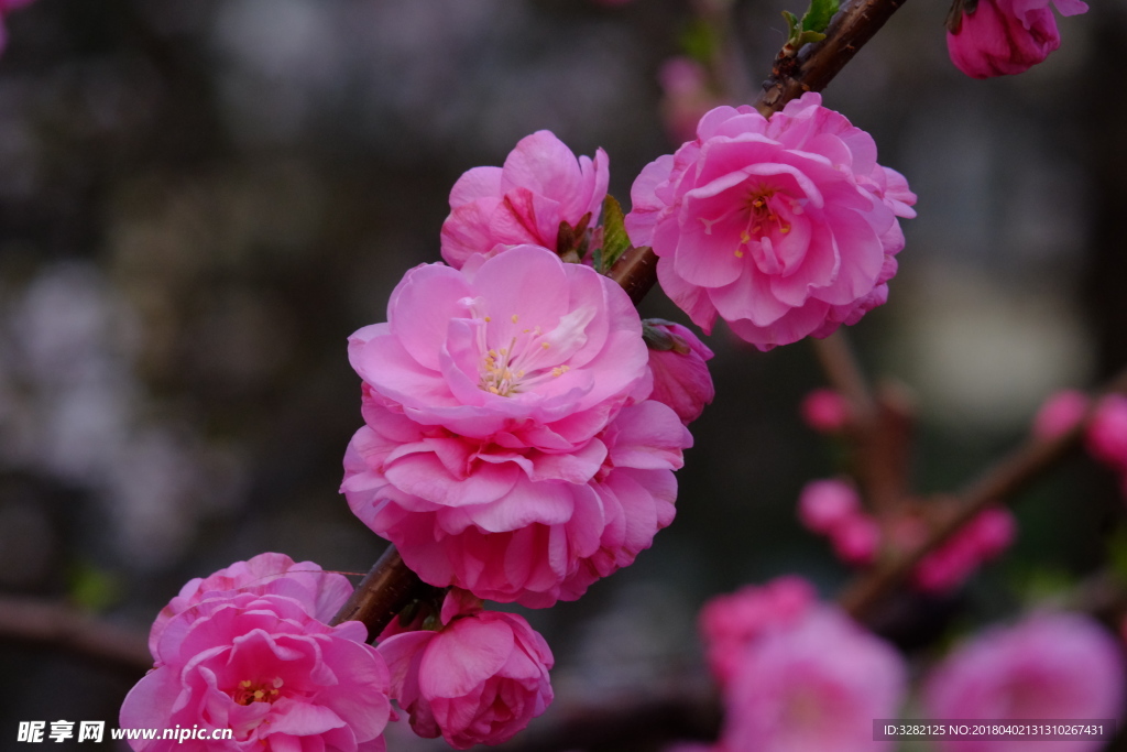 碧桃花