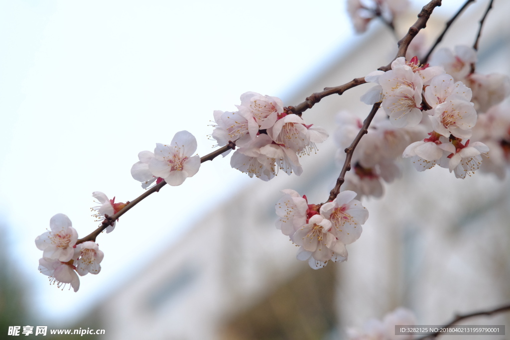桃花
