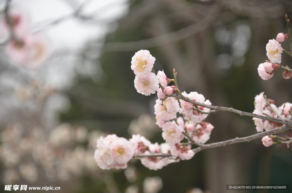 梅花