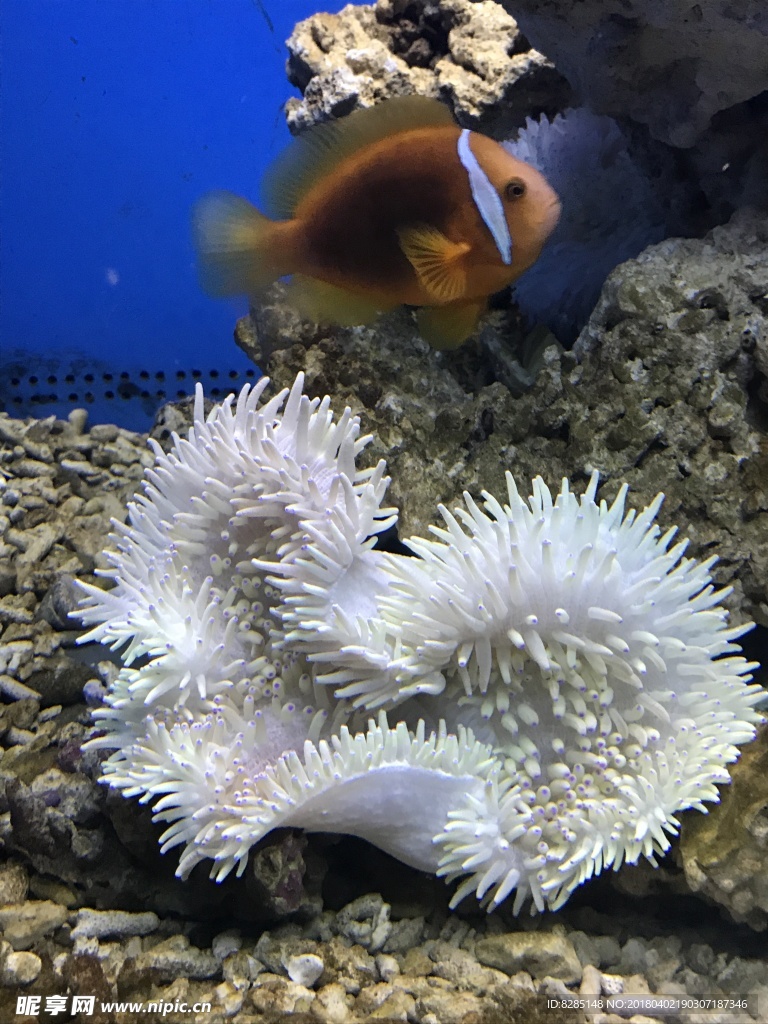 海葵摄影
