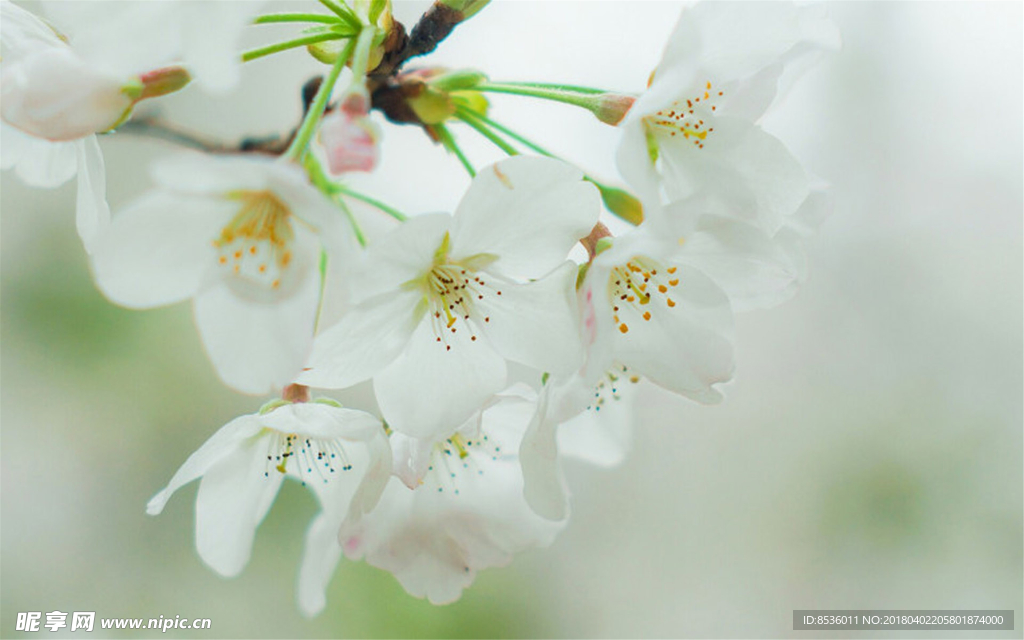 樱花