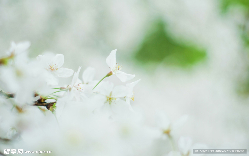 樱花
