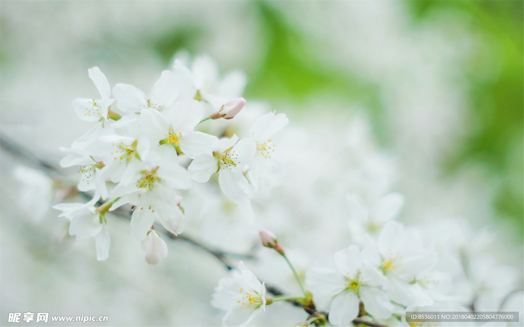 樱花
