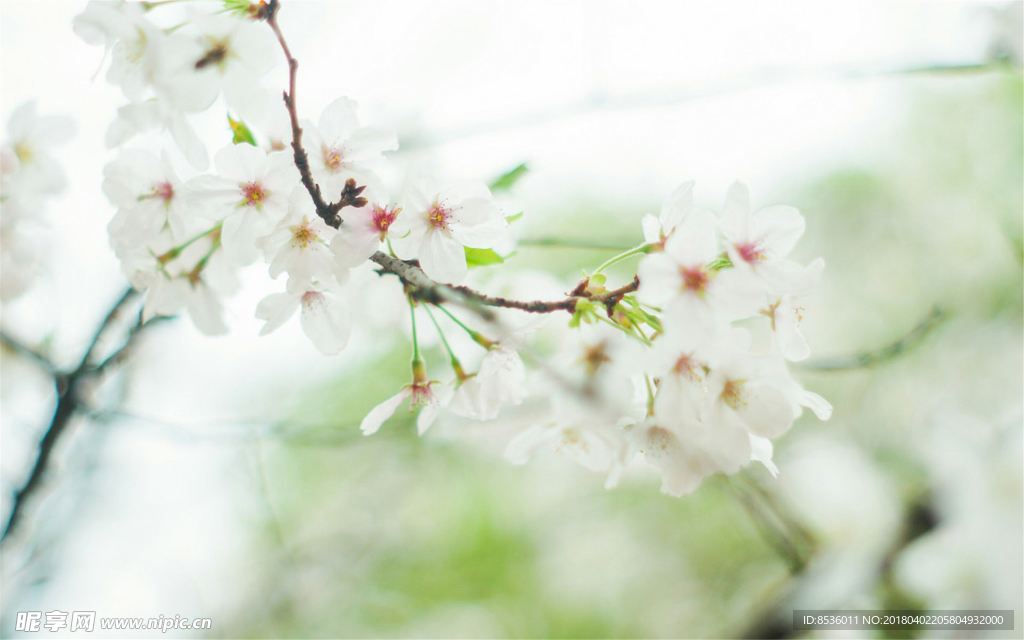 樱花