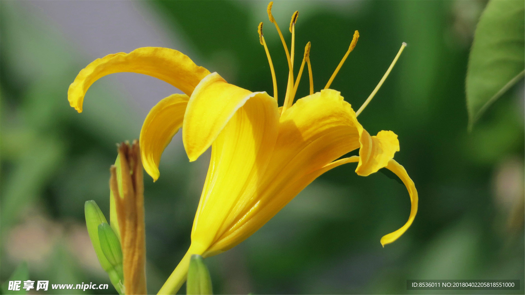 金针花