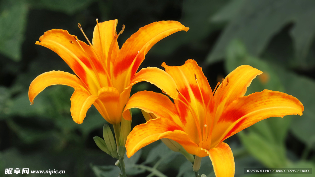 金针花