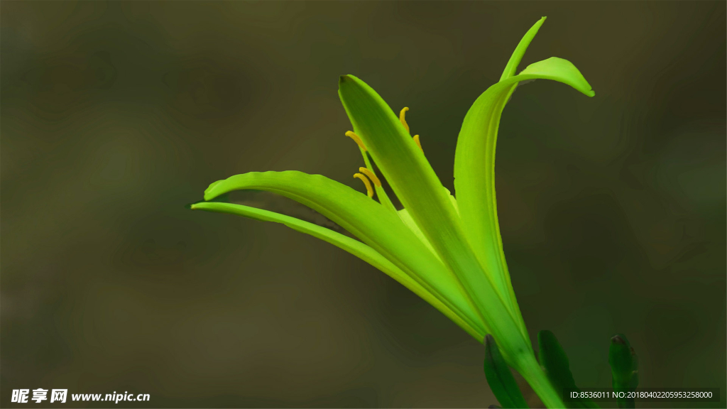 金针花