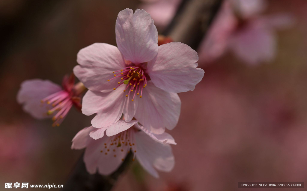 樱花